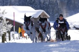 Lenk 2013